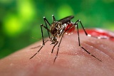 Aedes-aegypti mosquito, yellow fever carrier-